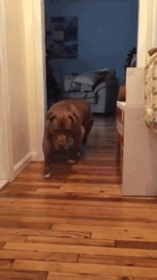 注意！狗子“抑鬱”的7大症狀，主人趕緊幫幫它吧