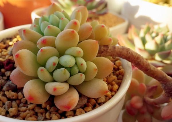 8種多肉顏值高,還帶有迷人香氣,肉友們養了幾種? 8種多肉顏值高,還帶有迷人香氣,肉友們養了幾種?