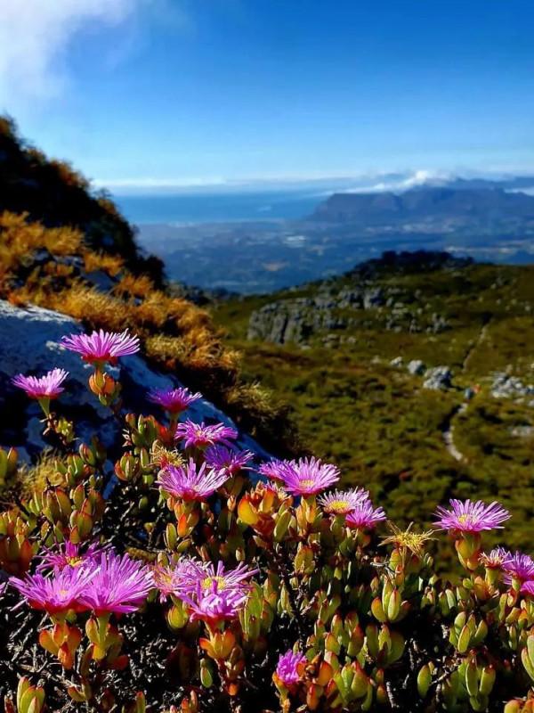 南非開普敦的山、開普敦的水是真的真的美