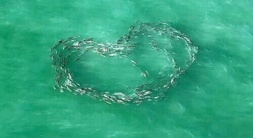 無人機視角：魚群自發組成心形隊伍