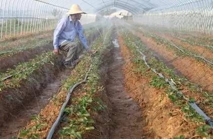 寒潮來襲！農作物應如何防寒抗凍？這三點是果樹、蔬菜防凍關鍵