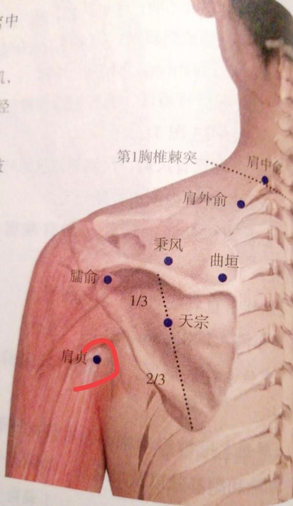 每日一穴——肩貞穴