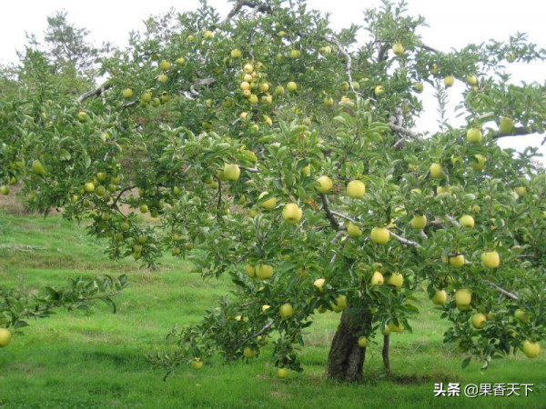 除了紅富士,種哪些品種能發財?這個論壇告訴你答案 除了紅富士,種哪些品種能發財?這個論壇告訴你答案