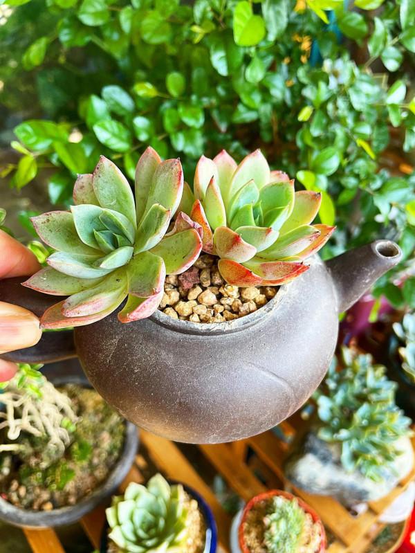 家裡已經沒地方放花花，但是還是買買買，小夥伴你們呢？