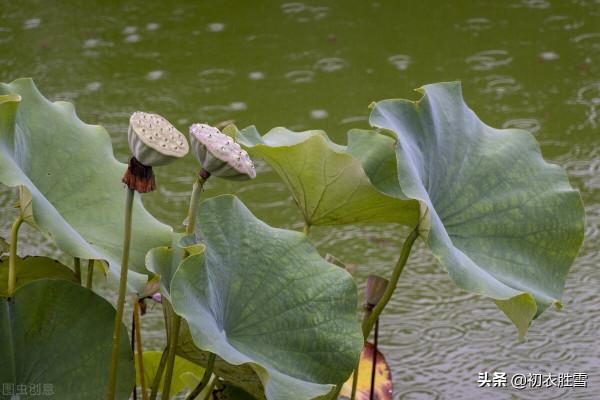 李清照秋荷，蓮子已成荷葉老，說不盡無窮好的，是百感交集的人生