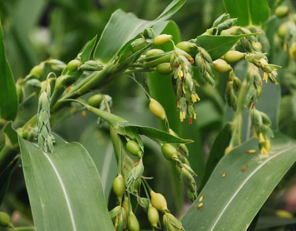 野外一種“草珠子”,小時候做手串,戴手上會吸血,這是真的嗎? 野外一種“草珠子”,小時候做手串,戴手上會吸血,這是真的嗎?