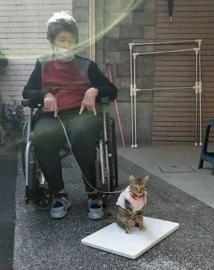 72歲的老阿嬤推著毛孩子散步,把遛貓當復健,暖哭眾人 72歲的老阿嬤推著毛孩子散步,把遛貓當復健,暖哭眾人
