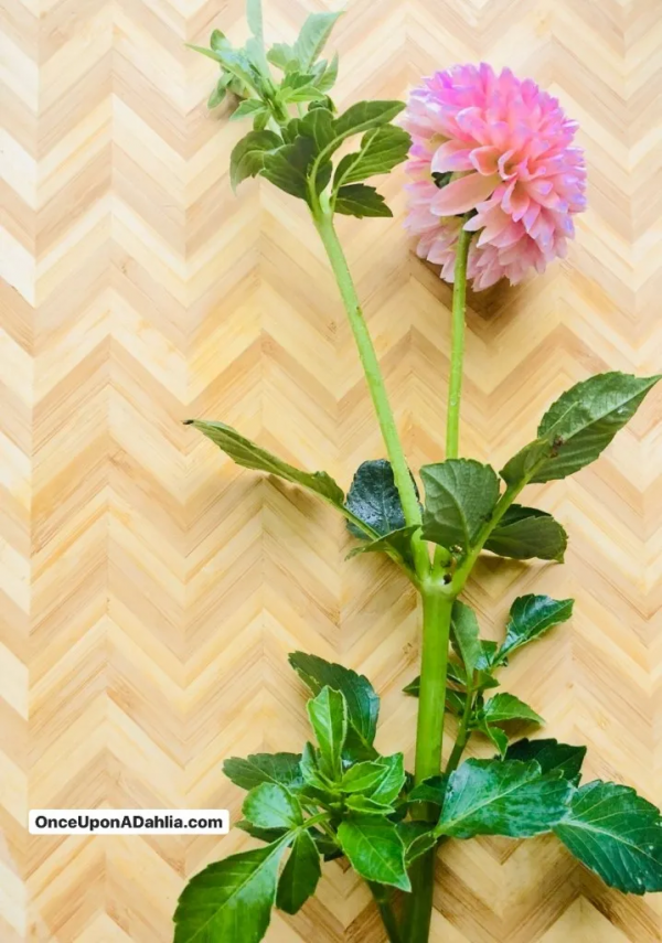 大麗花扦插方法，一盆變十盆，成活率100%