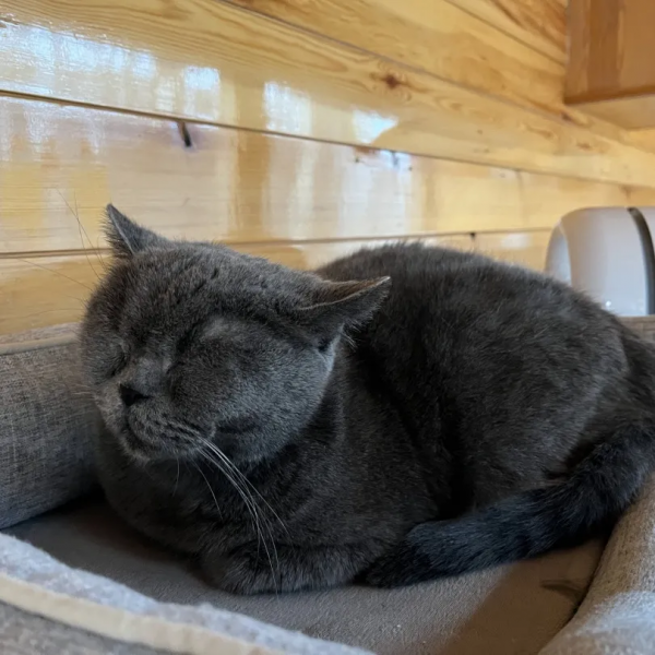 睡不醒的，冬三月