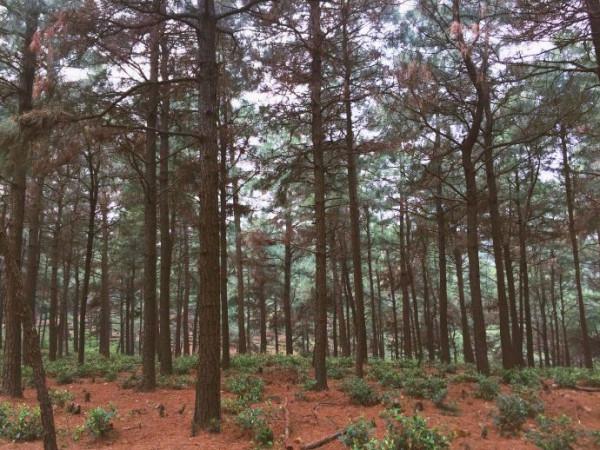 走讀山水長興 | 金秋時節銀杏黃 十里長廊人兒鬧（上）