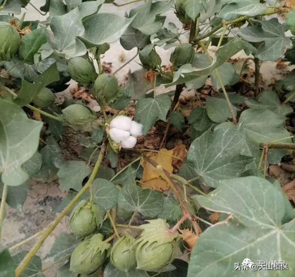 2021年棉花種植每畝地能賺2000元以上,你怎麼看? 2021年棉花種植每畝地能賺2000元以上,你怎麼看?