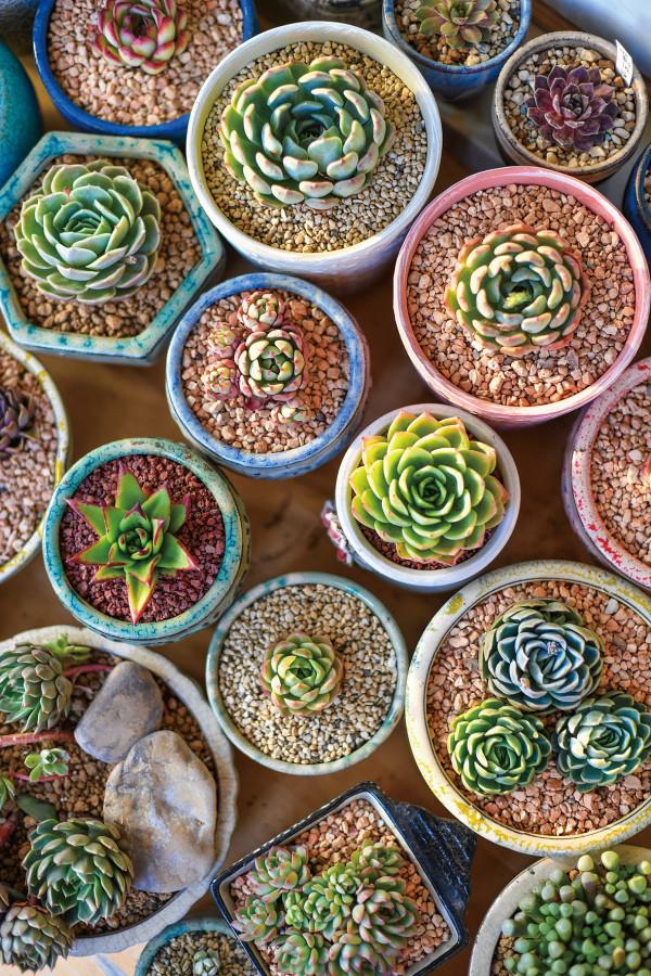 雲養”多肉，中產的新愛好