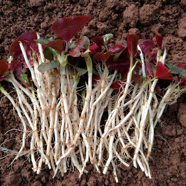 38種路邊的野菜，常常見到但不一定都認識，看你吃過幾種？