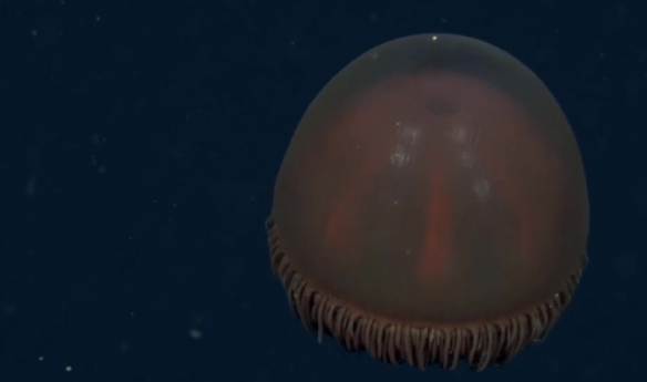 蒙特利灣水族館研究所2021年珍稀深海生物攝影盤點