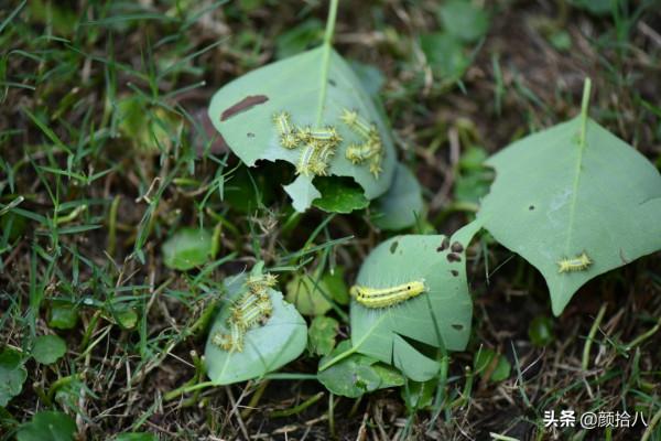 趕盡殺絕,花園裡最痛恨的蟲子 | 園丁 趕盡殺絕,花園裡最痛恨的蟲子 | 園丁