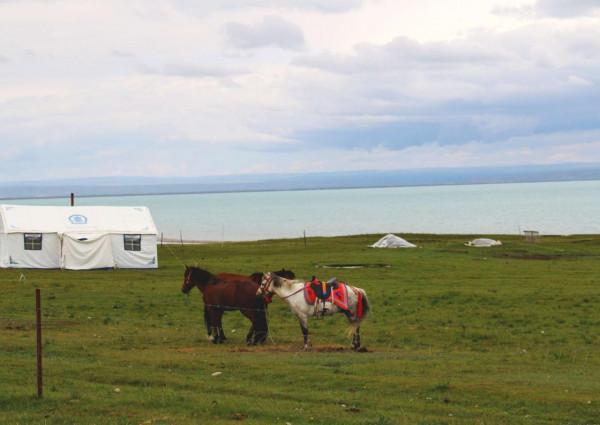 西北青海湖,青海湖西北(牛羊滿湖岸) 西北青海湖,青海湖西北(牛羊滿湖岸)