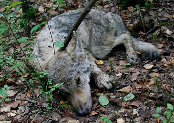 狼見了都要叫大哥的“猞猁”，在森林裡究竟有多恐怖？