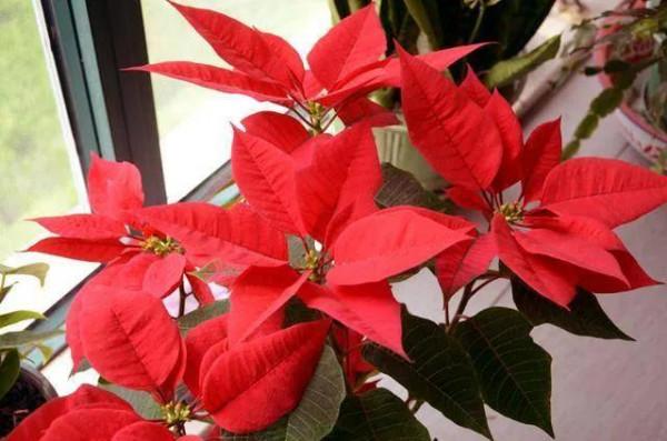 家裡別養帶毒花，對大人小孩都不好