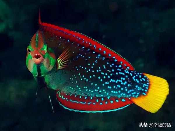全世界最，最美的魚、最罕見的鳥，集齊了！大開眼界