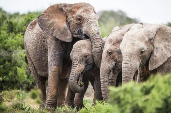 30張圖看奇妙世界，荷蘭街頭另類建築，女子用舌頭停風扇