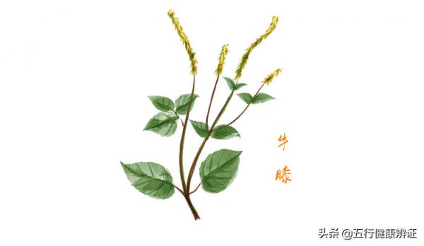 肝陽上亢，上盛下虛？中醫：平衡陰陽，能導氣血，滅肝火、降血壓