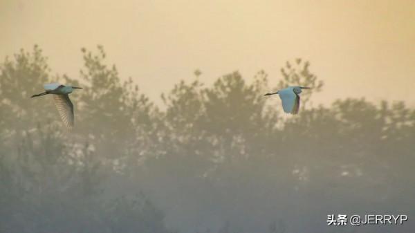 深秋白鷺飛 鄉村生態美 深秋白鷺飛 鄉村生態美