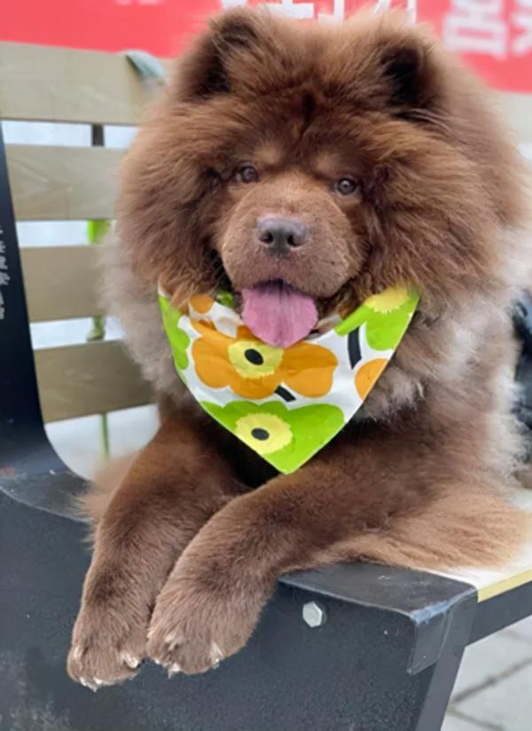 主人養了一隻鬆獅犬，2年後越洗越白變成牛奶巧克力：被調包了