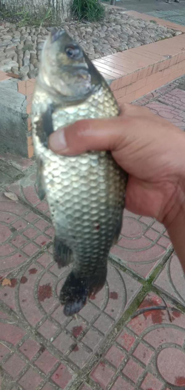 釣魚就是個情調，釣的是個心情，純正野釣走到底不變心