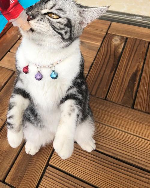 有貓糧為啥還要準備主食罐？從貓咪營養需求出發，乾糧是最後選擇