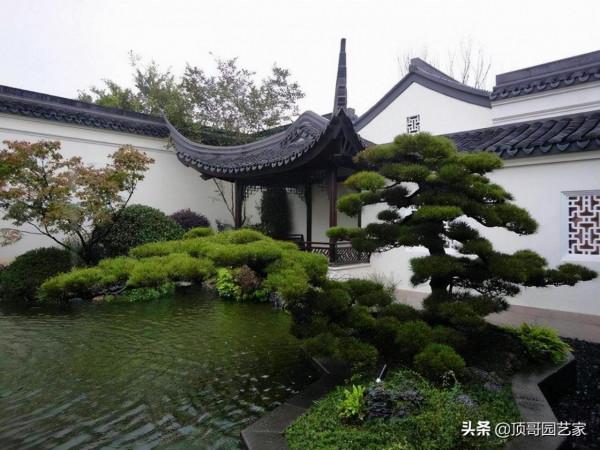 怎麼選購庭院造型樹？選購造型樹的基本常識