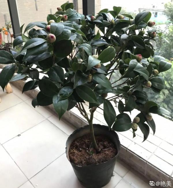 冬天6類花，葉片和花苞別噴水，一噴就爛了