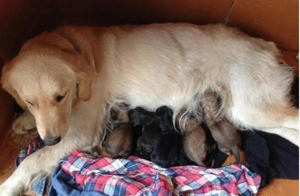 河南方言的生僻字 河南方言的生僻字