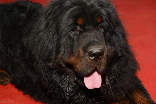 中國城市禁止養狗種,中華田園犬也在其中 中國城市禁止養狗種,中華田園犬也在其中