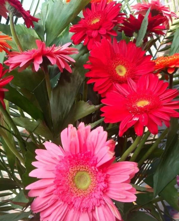 扶郎花一一非洲菊