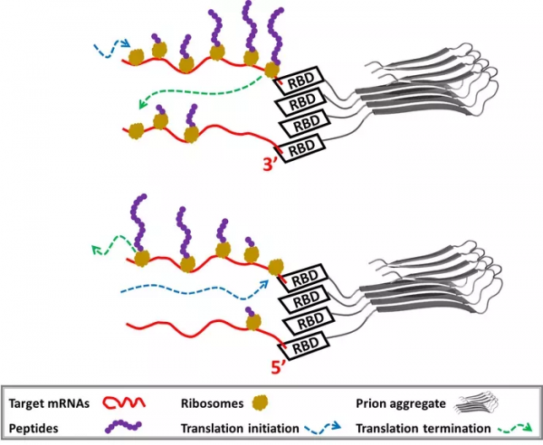腦科學日報:慢性頸痛不僅傷身而且傷腦 腦科學日報:慢性頸痛不僅傷身而且傷腦
