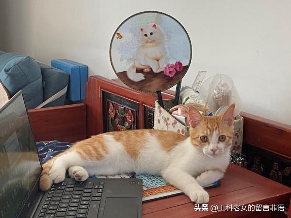 一隻想努力提高文化底蘊的貓