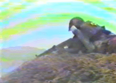 蘭劍B行動：常萬全善用步炮協同，強攻越軍據點，初戰練兵收穫大