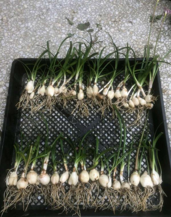 秋天，記得給這五種花翻翻盆，嗖嗖長葉開花，收穫巨大