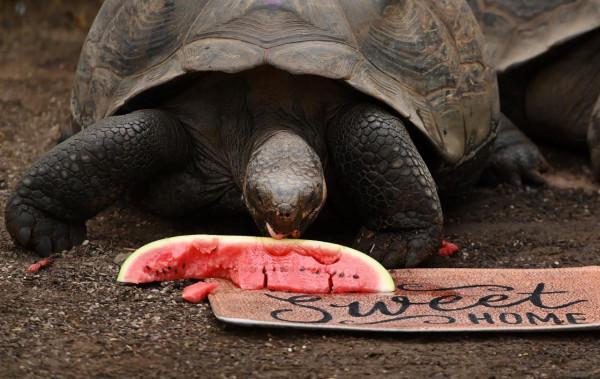 倫敦動物園的加拉帕戈斯象龜“喬遷新居”