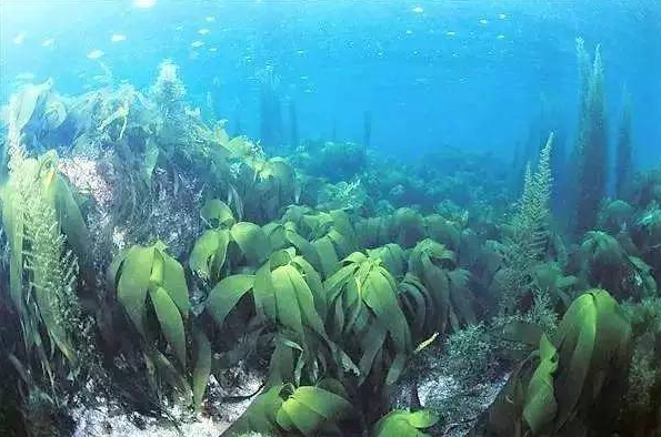 一個專散結節的中成藥,乳腺結節、甲狀腺結節都可以用 一個專散結節的中成藥,乳腺結節、甲狀腺結節都可以用