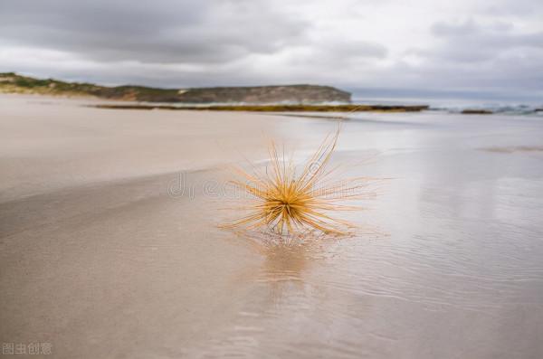 風滾草在美國玩瘋了，堵住公路淹沒小鎮，為何到中國就啞火了？