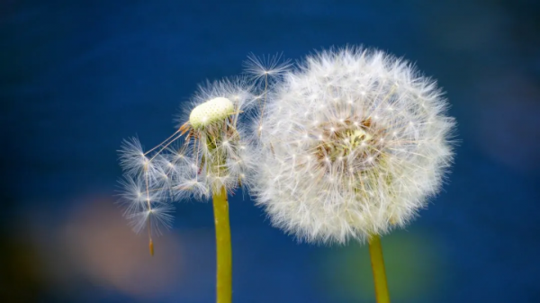 農村常見的野菜，如今翻身都成寶貝啦！你吃過幾種？