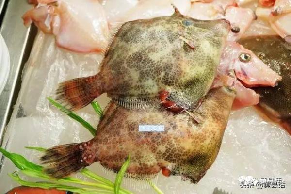 四川人最喜歡的耗兒魚，原來就是海邊的剝皮魚