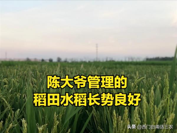 江蘇農民陳大爺1人管理1400多畝稻田,快看看他是怎麼做到的? 江蘇農民陳大爺1人管理1400多畝稻田,快看看他是怎麼做到的?