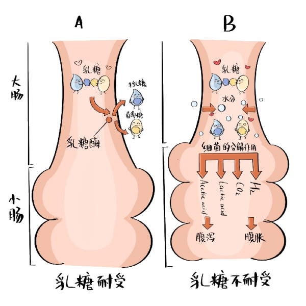 為什麼我一喝牛奶就拉肚子？
