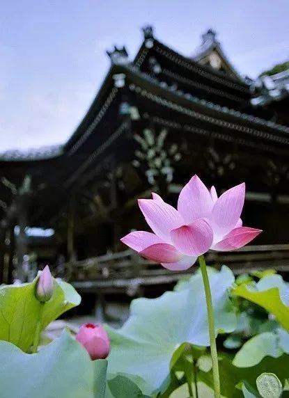 十首絕美元曲，讀一遍就愛上了