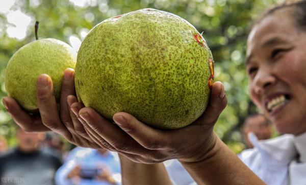 梨的“憂傷”：碭山梨狂跌50%，河北梨走下神壇，雪花梨成淚花梨