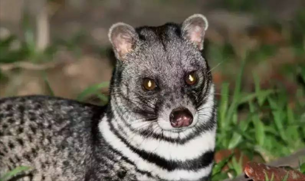 我國永久消失的23種野生動物,僅剩下標本,它們消亡於人類的貪慾 我國永久消失的23種野生動物,僅剩下標本,它們消亡於人類的貪慾