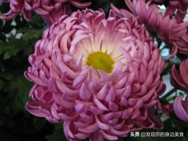 傲霜菊花奪人眼