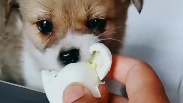 流浪狗幼崽被好心人收養,在第一次餵食雞蛋的時候,它流淚了 流浪狗幼崽被好心人收養,在第一次餵食雞蛋的時候,它流淚了